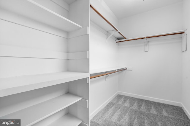 spacious closet featuring carpet floors