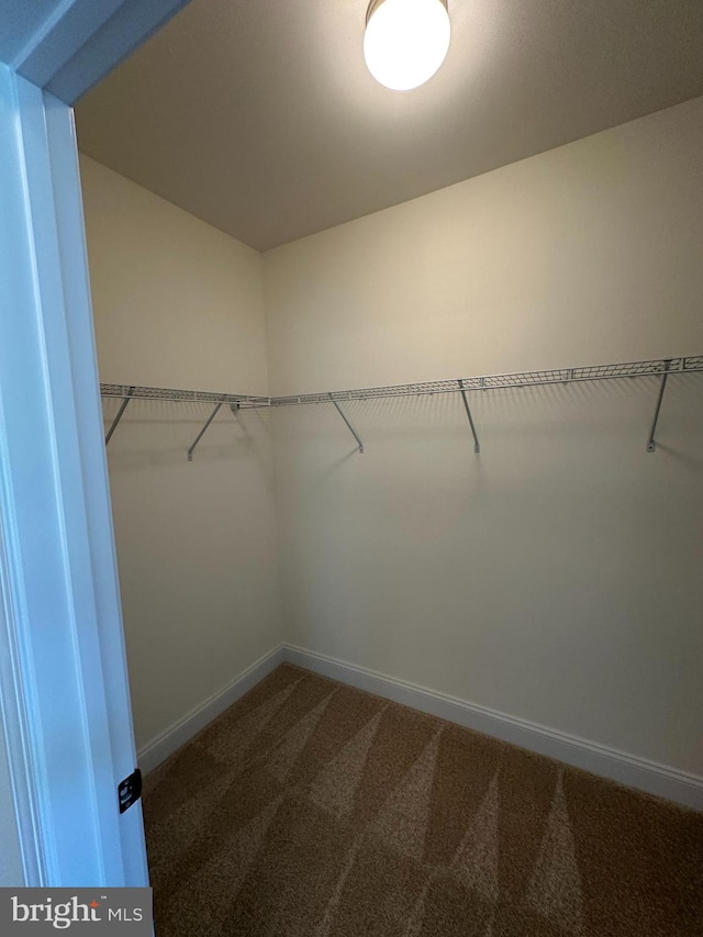 walk in closet with carpet flooring