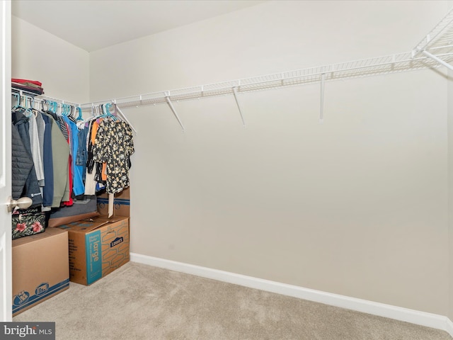 walk in closet featuring light colored carpet