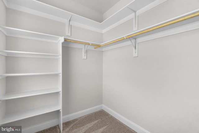 spacious closet with carpet flooring