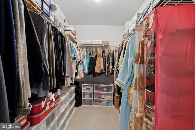 spacious closet featuring carpet flooring