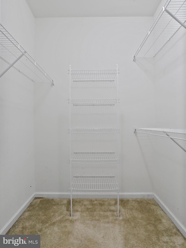 walk in closet with carpet flooring