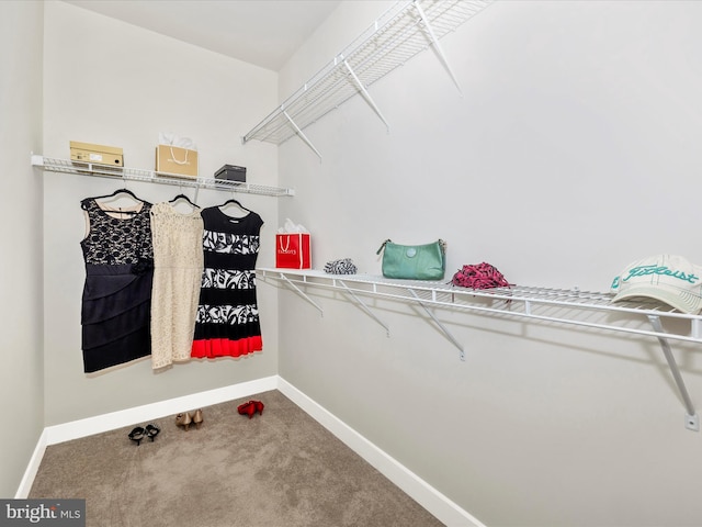 spacious closet featuring carpet floors