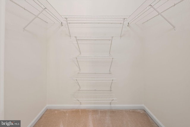 walk in closet featuring carpet flooring