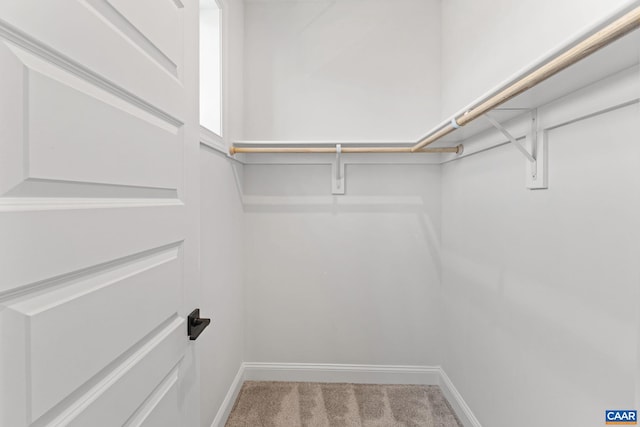 walk in closet with carpet floors