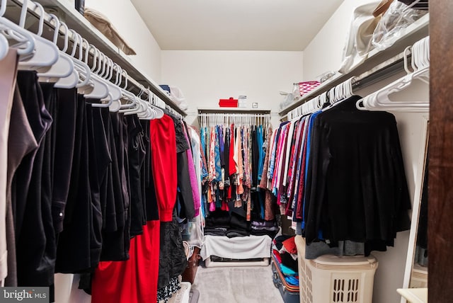 walk in closet with carpet flooring