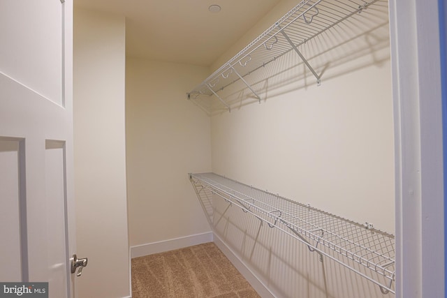 walk in closet featuring carpet flooring