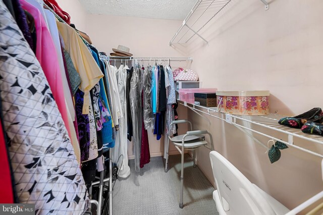 walk in closet featuring carpet flooring