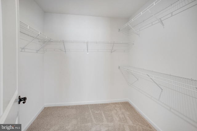 walk in closet featuring carpet flooring