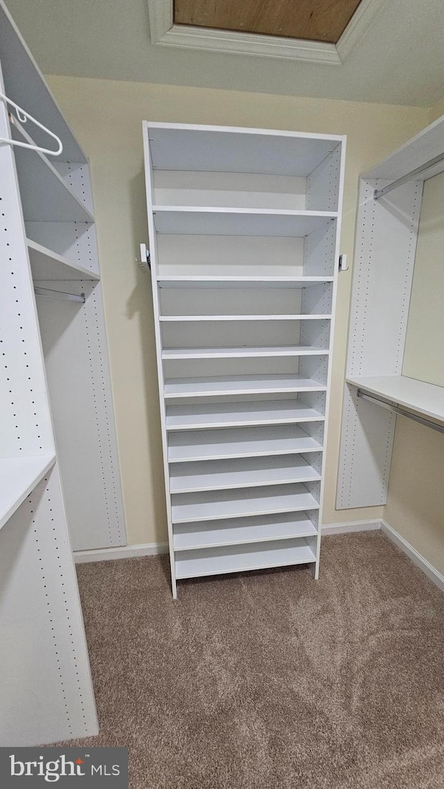 spacious closet featuring carpet