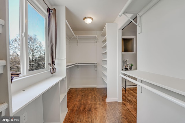 spacious closet featuring dark hardwood / wood-style flooring