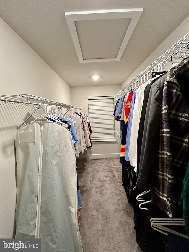 walk in closet with carpet floors