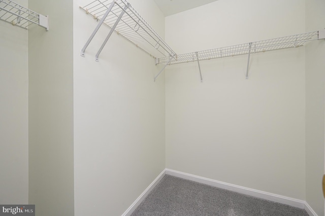 walk in closet featuring carpet floors