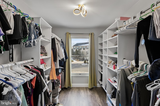 walk in closet with hardwood / wood-style flooring