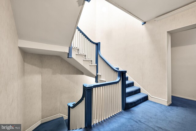 stairway featuring carpet floors