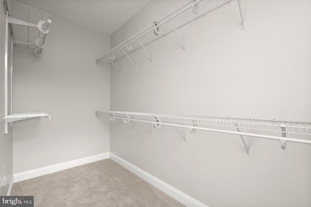 walk in closet featuring carpet floors