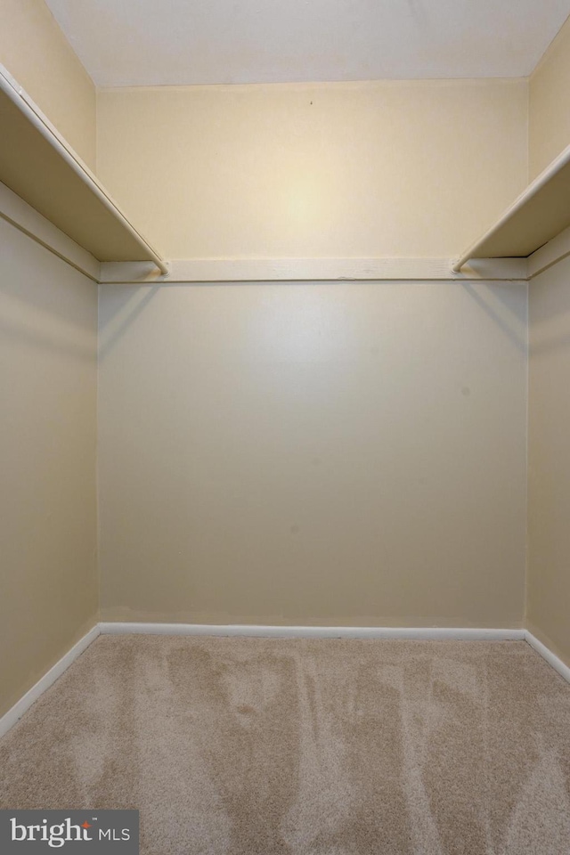 walk in closet featuring carpet floors