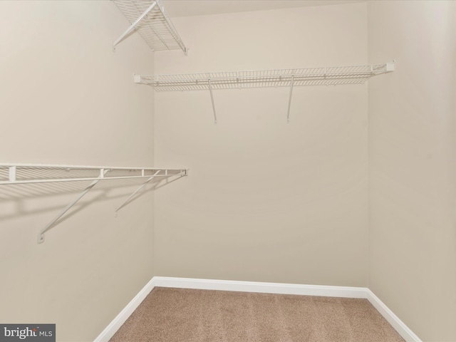 walk in closet featuring carpet