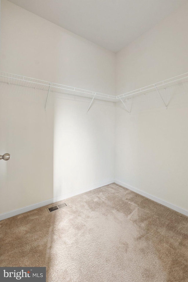 spacious closet featuring carpet