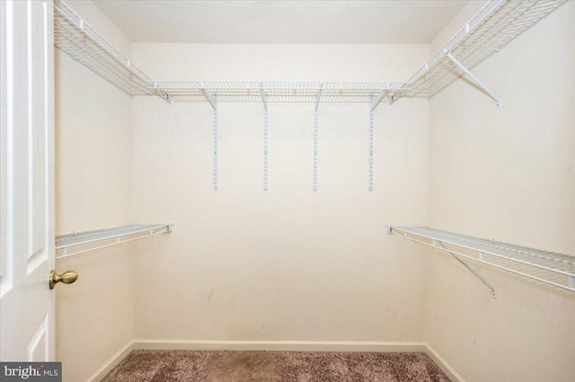 spacious closet featuring carpet floors