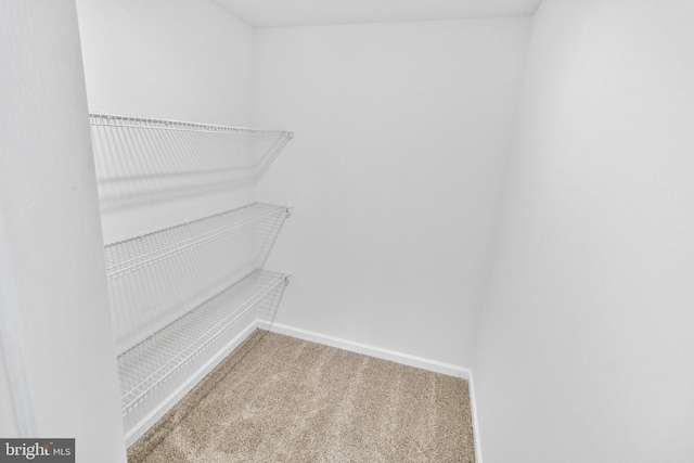 spacious closet with carpet