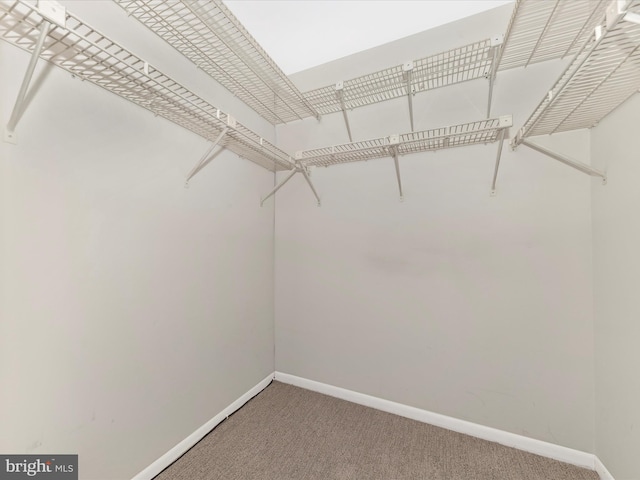 spacious closet with carpet