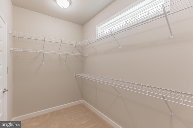 walk in closet with carpet flooring