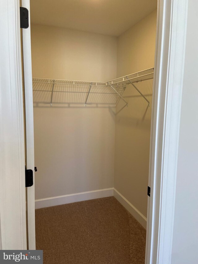 spacious closet featuring carpet flooring