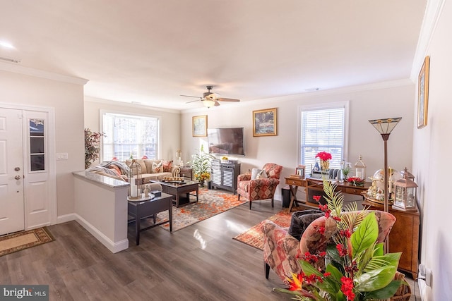 living room with a wealth of natural light, ornamental molding, ceiling fan, and dark wood-type flooring