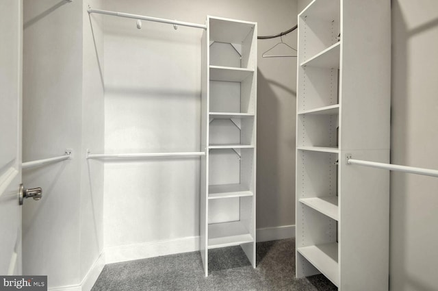 walk in closet featuring carpet flooring