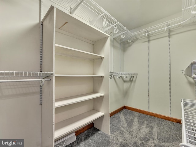 walk in closet featuring carpet floors