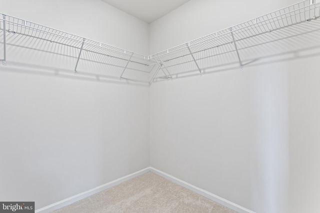 walk in closet featuring carpet flooring