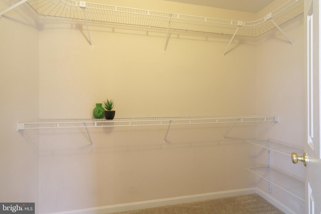 walk in closet featuring carpet flooring