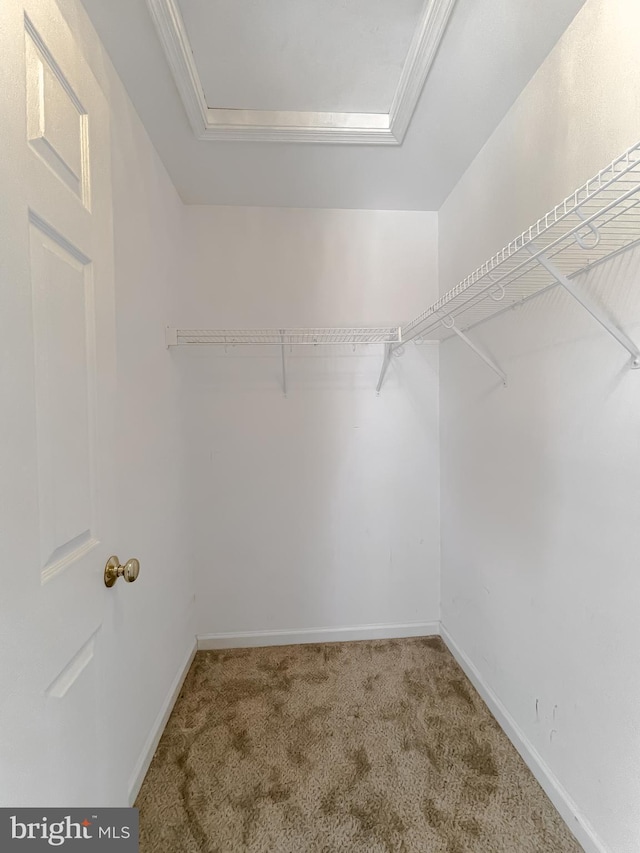 walk in closet featuring carpet flooring