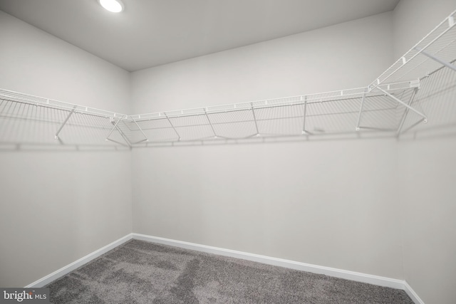 walk in closet with carpet flooring