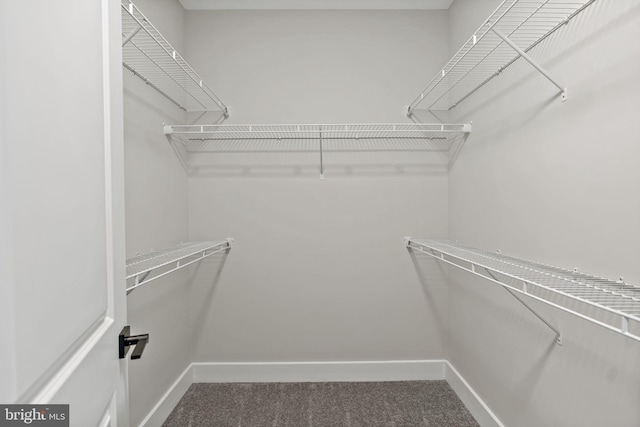 walk in closet featuring carpet floors