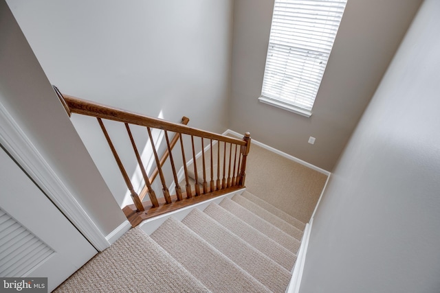 staircase with carpet flooring