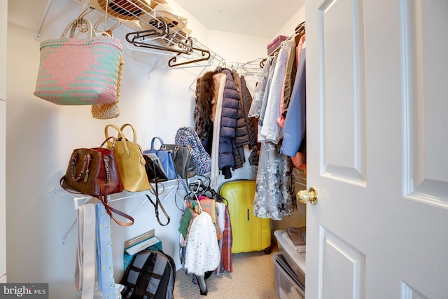 spacious closet featuring carpet floors