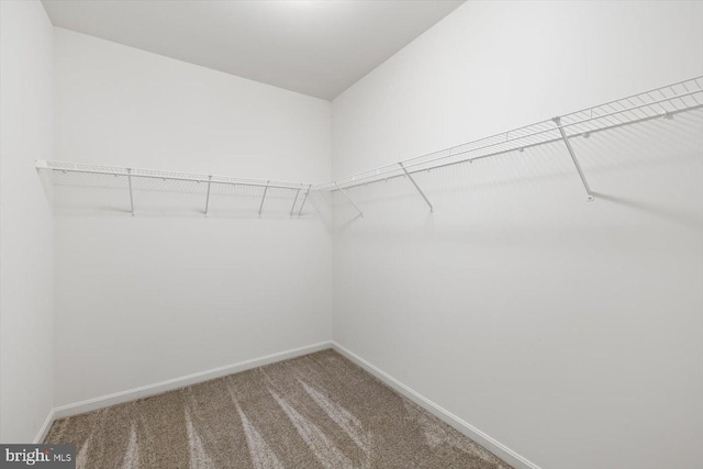 walk in closet featuring carpet flooring