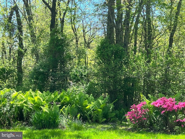 view of local wilderness