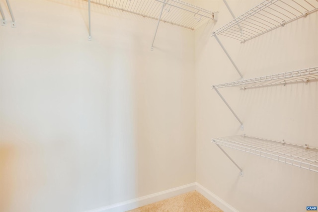 walk in closet featuring carpet floors