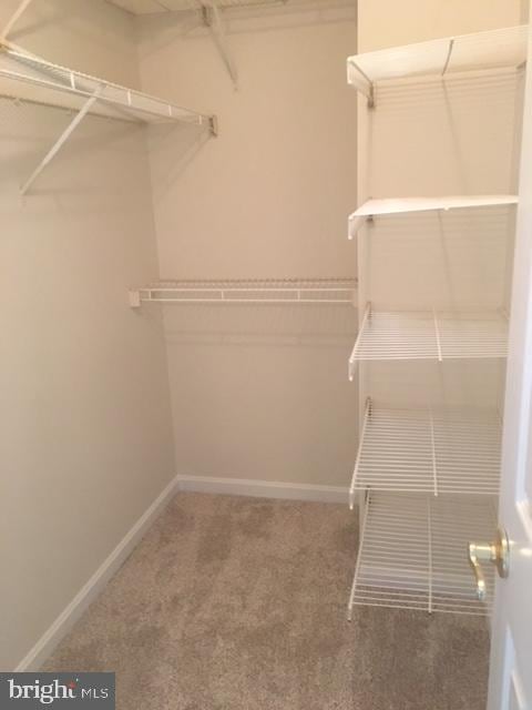 spacious closet featuring carpet