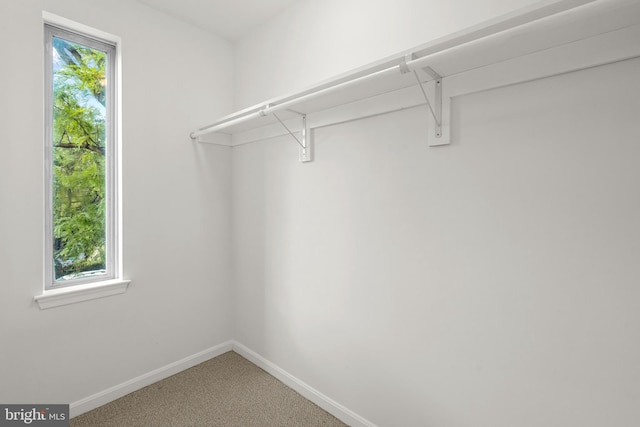 walk in closet featuring carpet floors