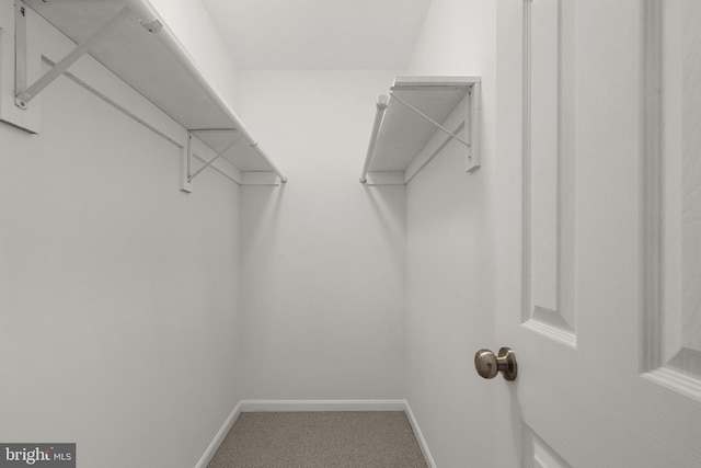 walk in closet featuring carpet flooring