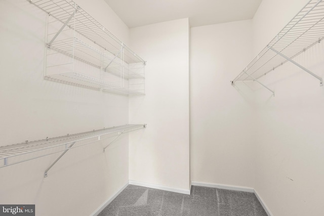 walk in closet featuring carpet flooring