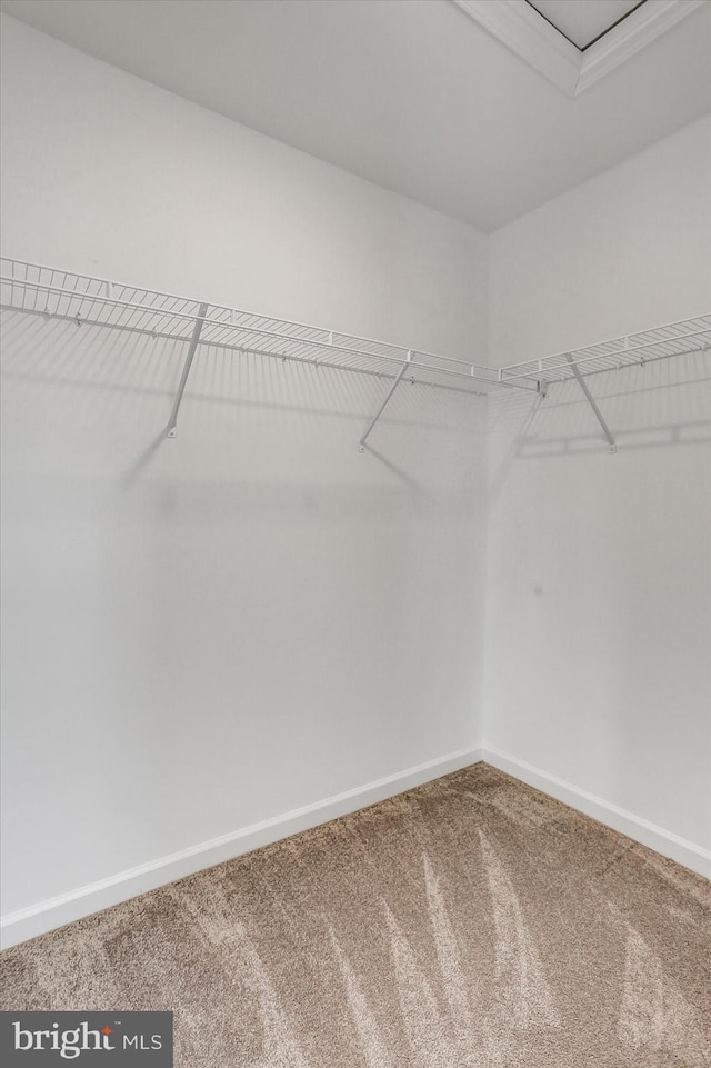 walk in closet featuring carpet floors