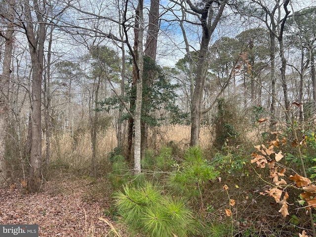 view of local wilderness