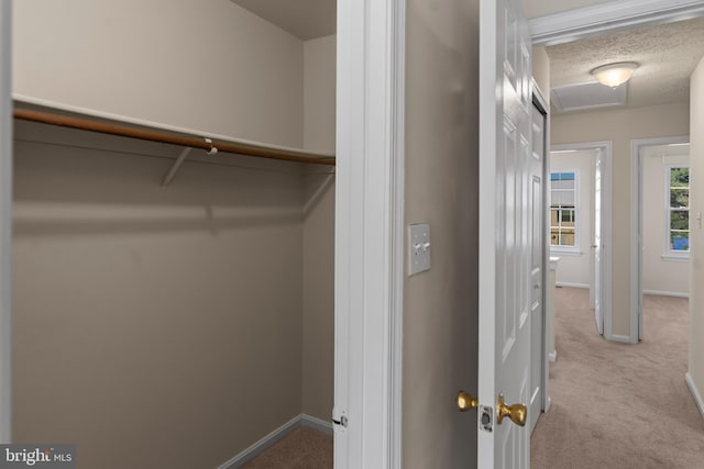 walk in closet featuring carpet flooring