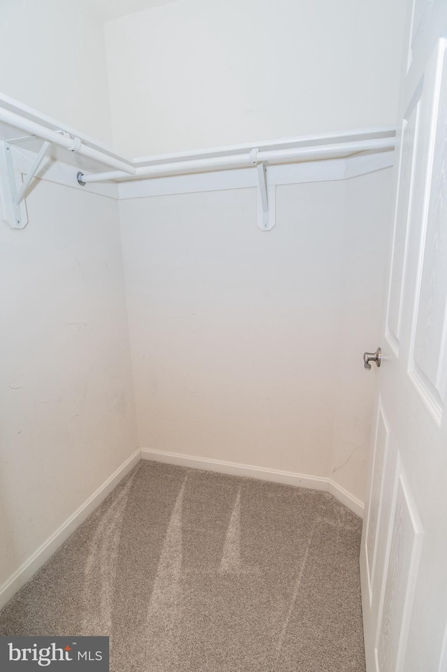 spacious closet featuring carpet flooring