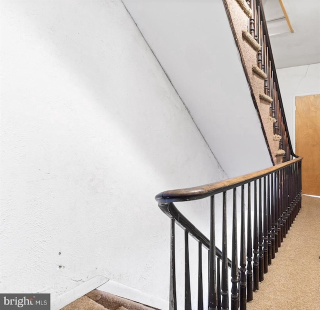 staircase featuring carpet floors